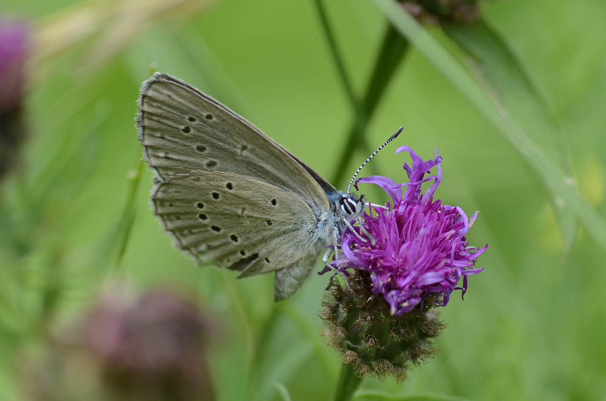 Lycaenidae da id.